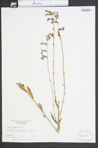 Lobelia glandulosa image