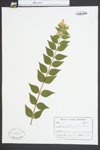 Abelia grandifolia image