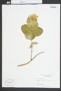 Lonicera flava image