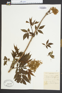 Sambucus racemosa subsp. racemosa image