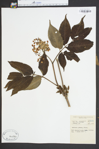 Sambucus racemosa subsp. racemosa image