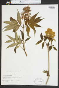 Sambucus racemosa subsp. racemosa image