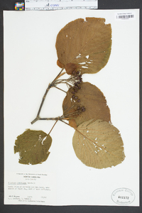 Viburnum lantanoides image