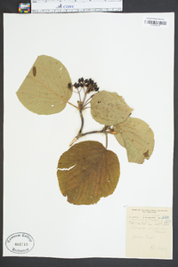 Viburnum lantanoides image