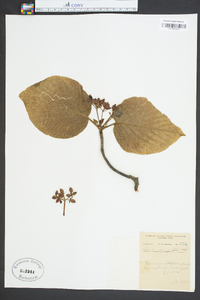 Viburnum lantanoides image