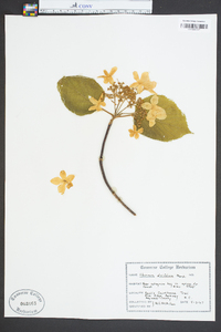 Viburnum lantanoides image