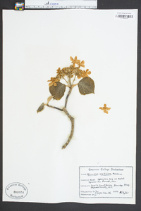 Viburnum lantanoides image