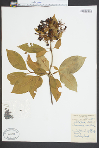 Viburnum cassinoides image