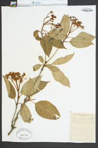 Viburnum cassinoides image