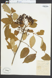 Viburnum cassinoides image