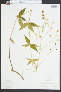 Silene stellata image