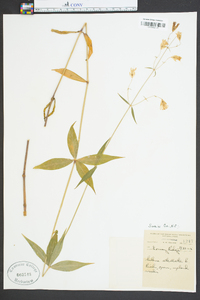 Silene stellata image