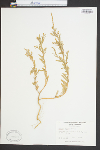 Atriplex arenaria image