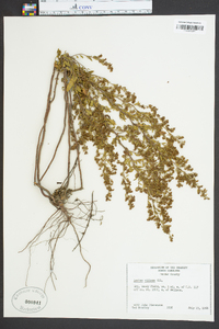 Lechea mucronata image