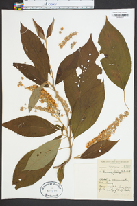 Clethra acuminata image