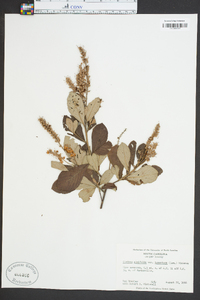 Clethra alnifolia image