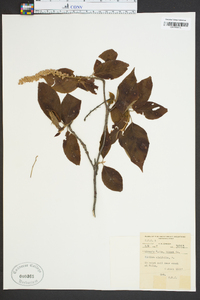 Clethra alnifolia image