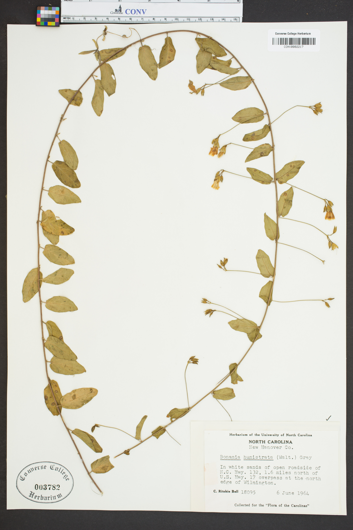 Bonamia humistrata image