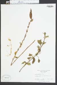 Cuscuta gronovii image