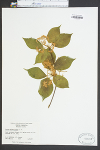 Cornus alternifolia image