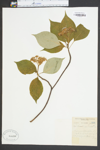 Cornus alternifolia image