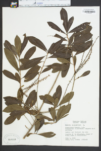 Cyrilla racemiflora image