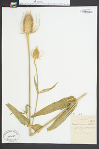 Dipsacus fullonum image