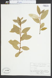 Elaeagnus angustifolia image