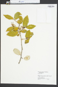 Elaeagnus pungens image