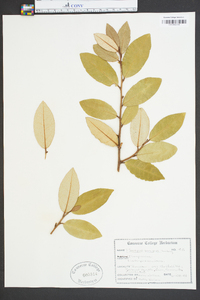 Elaeagnus pungens image