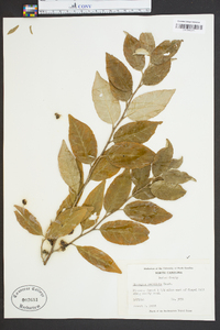 Elaeagnus umbellata image