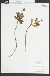 Chimaphila umbellata image