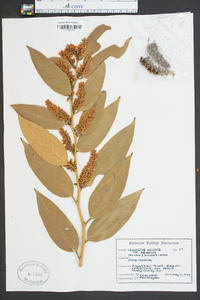 Leucothoe axillaris image