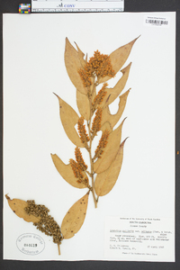 Leucothoe axillaris image