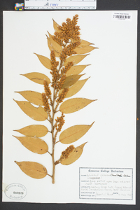 Leucothoe editorum image