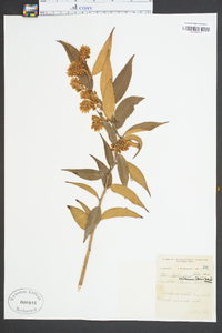 Leucothoe editorum image