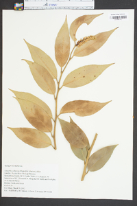 Leucothoe editorum image