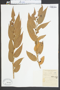 Leucothoe editorum image