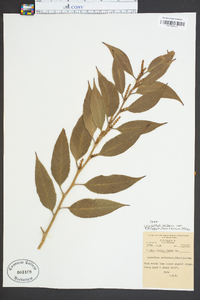 Leucothoe axillaris image