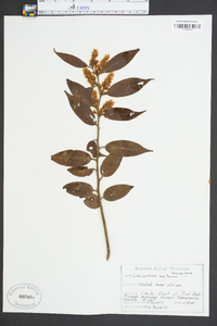 Leucothoe editorum image