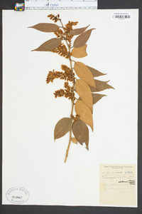 Leucothoe editorum image