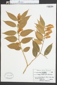 Leucothoe editorum image