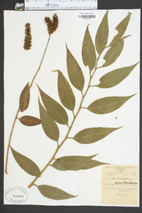 Leucothoe editorum image