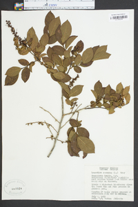 Leucothoe racemosa image