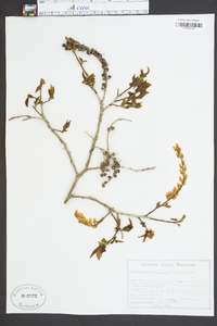 Leucothoe recurva image