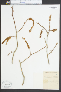 Leucothoe recurva image