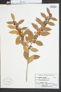 Lyonia lucida image