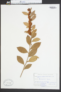 Lyonia lucida image