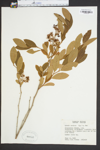 Lyonia mariana image