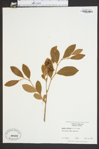 Lyonia mariana image